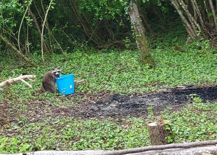 Luxussátor Les Bulles Du Coq De Champagne Dormans